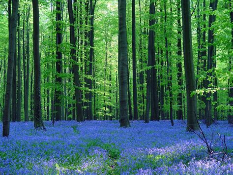 blue forest belgium bedrick flickr