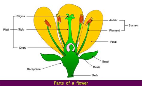 parts   flower science    plants  meritnationcom