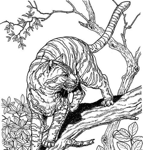 realistic tiger family coloring pages monaicyn kitchen ideas