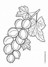 Berries Gooseberry Grosella Rama Picolour Wight Licorice Ciruela 4kids sketch template