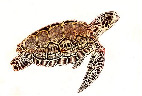 sea turtle  nadzie  deviantart