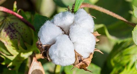 cotton farmers receive recommendation  kvks agriculture