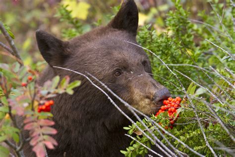smell good black bear eating berries  glacier nati