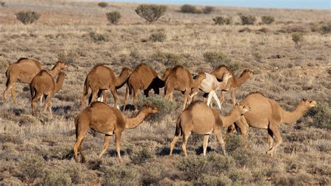10 000 thirsty australian feral camels could be killed during drought