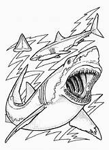 Coloring Sharks Print Color Pages Printable Kids sketch template
