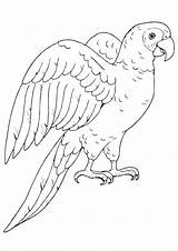 Papagei Parrot Ausmalbild Poicephalus Kostenlos sketch template
