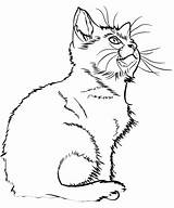 Kitten Fargelegge Kattunge Realistic Tegninger Fargelegging Katter Kategorier sketch template