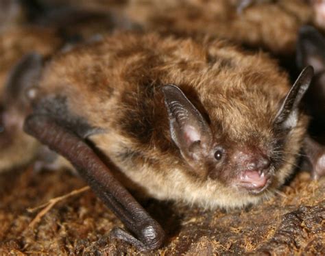 removing bats  attics batguys wildlife update julyth