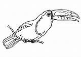 Tukan Tucano Toucan Vogel Uccello Malvorlage Coloriage Toekan Kleurplaten Kleurplaat Oiseau Colorir Ausmalbild Amazonas Vögel Imprimir Ausmalbilder sketch template