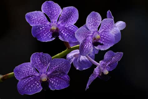 vanda orchids shutterbug