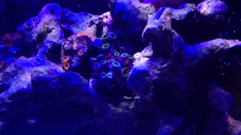 gallon soft coral reef november youtube