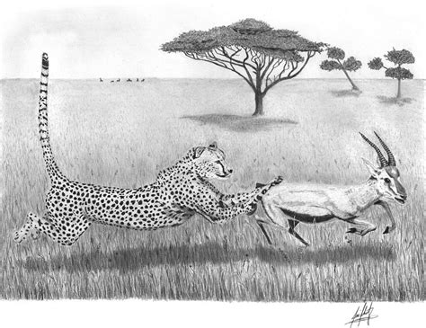 cheetah chasing prey drawing drawing  james schultz