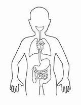 Organs Digestivo Aparato Primaria Primeros Grados Moldes Humano Bonitas sketch template
