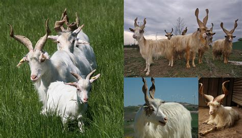 goat breeds   long hair