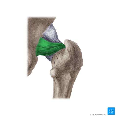 Hip Joint Bones Movements Muscles Kenhub