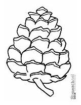 Pine Cone Coloring Designlooter 201px 58kb sketch template