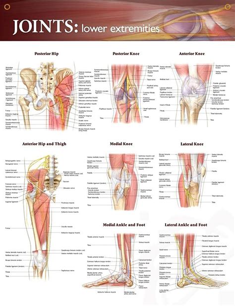 joints  extremities  anatomy muscles  physical therapy