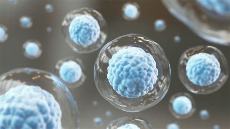stem cells     nourish  nutrition world