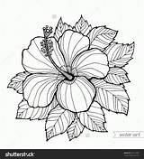 Coloring Pages Hibiscus Flower Flowers Hawaii Summer Vector Aloha Stock Floral Adult Vintage Book Woodcut Popular Leaf Mandala Coloringhome sketch template