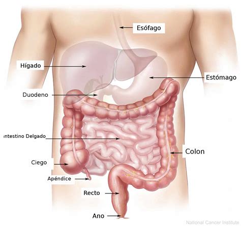 ¿qué Son Las Enzimas Digestivas Curiosoando