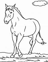 Pferd Pferde Cavalo Cool2bkids Pirulito Ancora sketch template