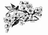 Cerisier Coloriages Imprimer Papillon sketch template
