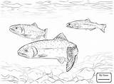 Trout Coloring Cutthroat Pages Drawing Fish Rainbow Greenback Printable Drawings Jumping Sketch Colouring Trouts Getdrawings Template Choose Board Categories sketch template