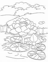 Pond Lotus Coloring Pages Blooming Drawing Kids Fish Printable Animals Outline Getcolorings ดอก ไม Flower Flowers Color Template Easy sketch template