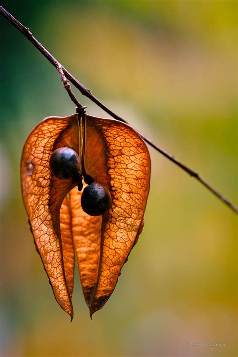 images seed pods plant photography flower seeds