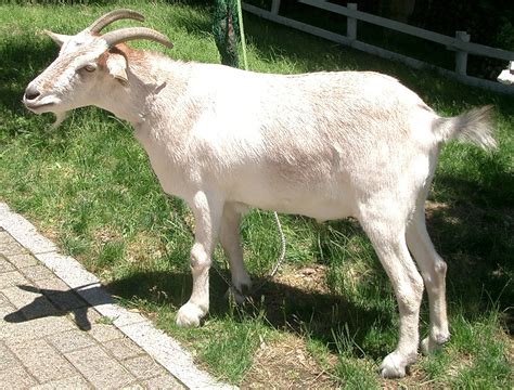 Farmers Accused Of Having Sex With Goat As It Gives Birth