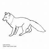 Coloring Fox Red Color Pages Index Drawings Own sketch template