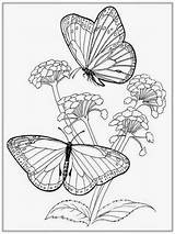Coloring Butterfly Pages Flower Adult Adults Realistic Drawing Printable Color Kids Getdrawings Print Getcolorings sketch template