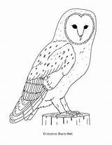 Realistic Snowy Owls sketch template