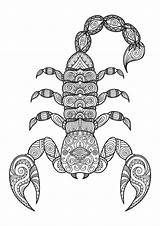 Scorpio Scorpion Zodiac Tattoo sketch template