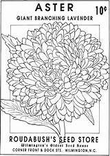Coloring Seed Pages Flower Packets Vintage Book Blank Doverpublications Dover Publications Haven Drawing Creative Sheets sketch template