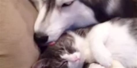 beautiful husky grooming cat moment interrupted by pomeranian humping pillow huffpost