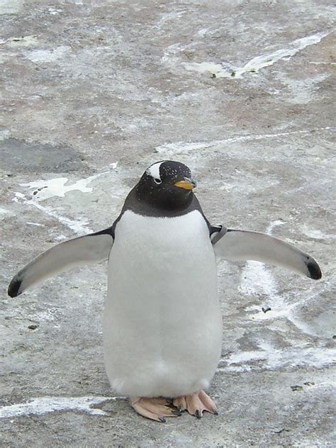 filepygoscelis gentoo penguinjpg wikimedia commons