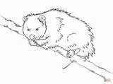 Opossum Supercoloring Boni Beniamino Designlooter sketch template