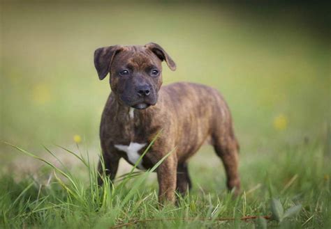 english staffordshire bull terrier puppies  sale
