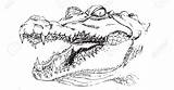 Gator Alligator sketch template