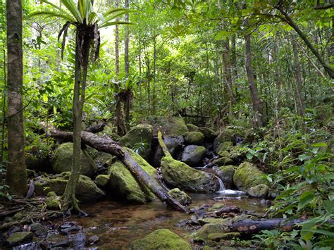 filelowland rainforest masoala national park madagascarjpg