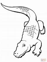 Alligator Coloring Drawing Crocodile American Realistic Pages Simple Line Chinese Printable Clip Cute Clipart Unknown Cliparts Alligators Drawings Color Getdrawings sketch template