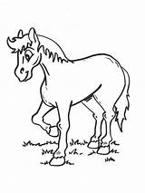 Paarden Kuda Kleurplaten Pferde Kleurplaat Paard Mewarnai Ausmalbilder Malvorlage Equine Pferd Konj Animaatjes Cavalli 1708 Tiere sketch template