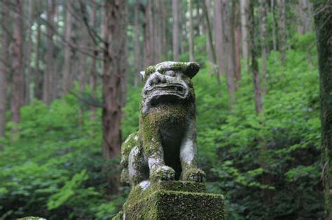 visit  forest shrine  japan xcitefunnet
