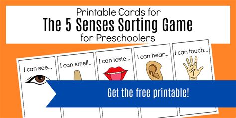exploring   senses  preschool sorting activities  books