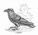 Raven Ravens Designlooter 600px 06kb Zine sketch template