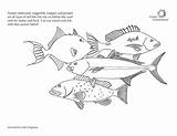 Fish Fisheries Conservancy sketch template