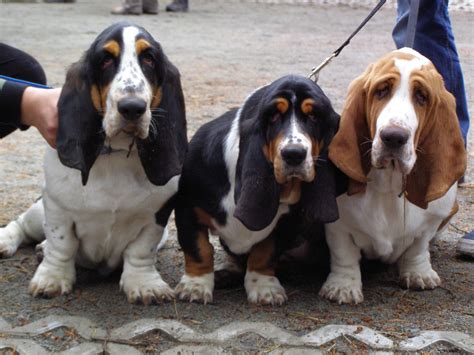 filebasset hound puppies xjpg