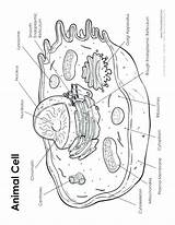 Golgi Apparatus Cell Drawing Worksheet Cycle Getdrawings sketch template
