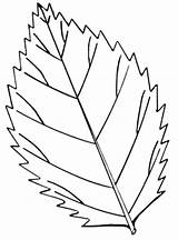 Leaf Coloring Pages Parts sketch template